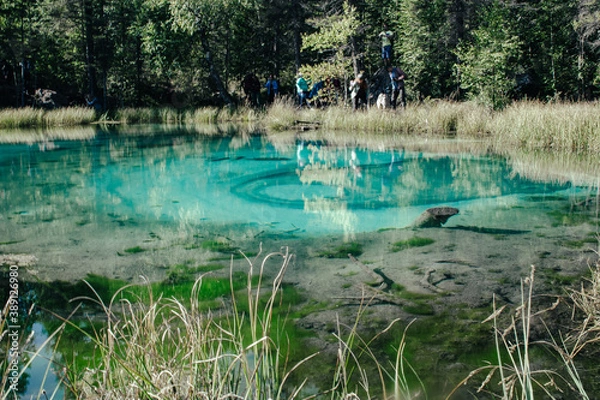 Obraz lake in the forest