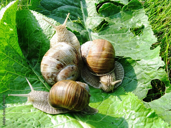 Obraz weinbergschnecken