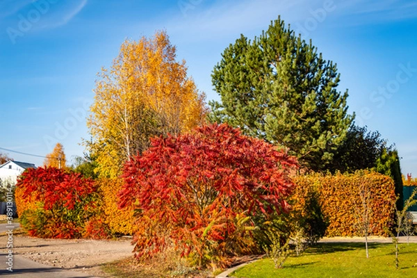 Fototapeta Bright colorful leaves on bushes and trees in autumn in the village.