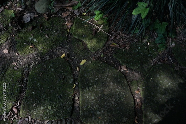 Obraz Green moss on the road