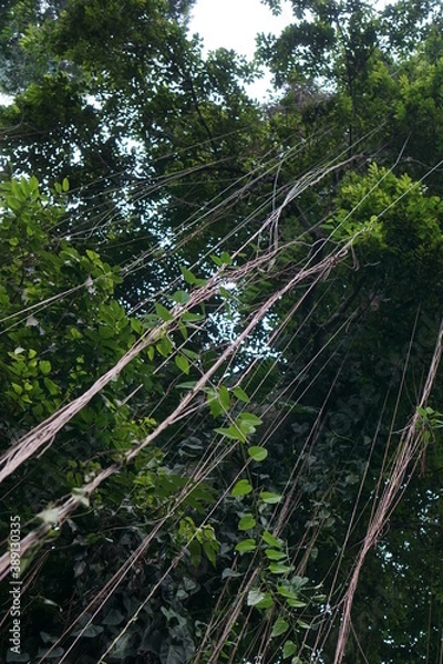 Obraz Beautiful rain on the tree