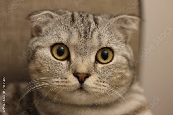Fototapeta scottish fold