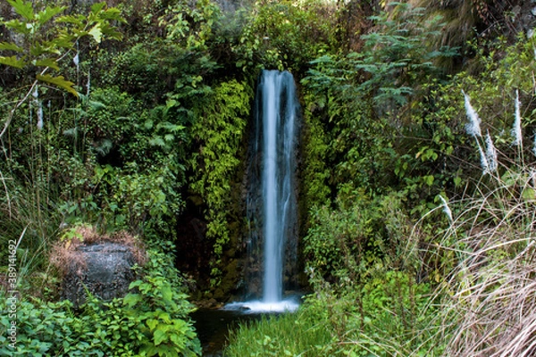 Fototapeta waterfall in the forest