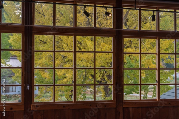 Fototapeta 教室の窓から見える校庭の銀杏