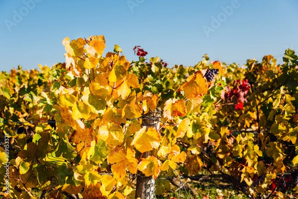 Fototapeta vignes en automne. Feuilles de vignes en automne. feuilles automnales sur des vignes de bourgogne