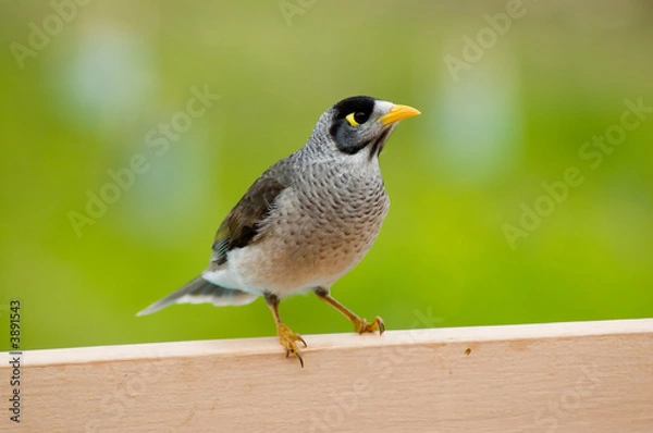 Obraz A Noisy Miner - an Australian native bird.
