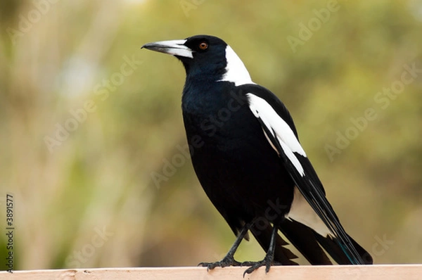 Obraz An Australian Magpie perches on a railing.