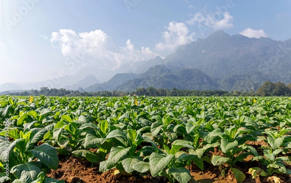Obraz Green tobacco plant growing at ferm field with clouds sky and mountain background