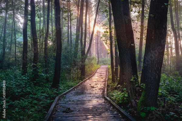 Fototapeta a path in a misty forest on a wooden footbridge and the first rays of the rising sun breaking through trees and fog