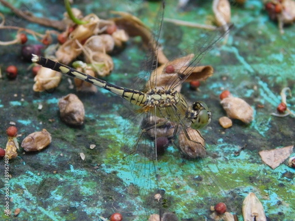 Obraz dragonfly in the ground
