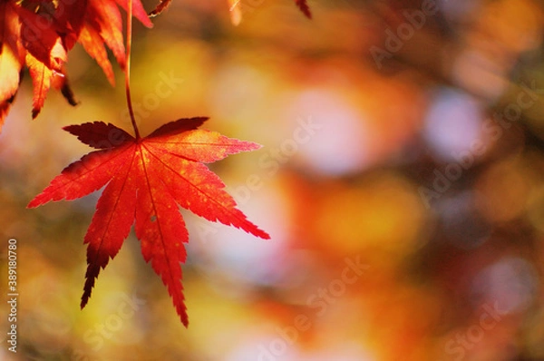 Fototapeta カエデの紅葉