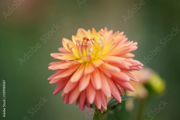 Fototapeta ダリア