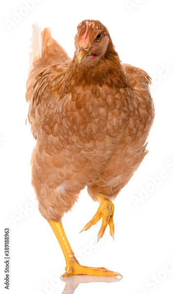 Obraz one brown walking chicken isolated on white background, studio shoot