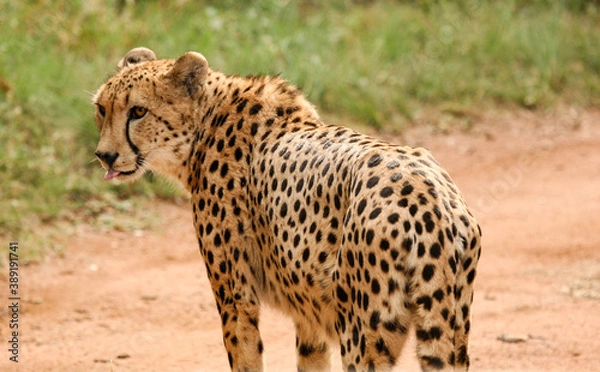 Obraz Closeup of a solitary African cheetah standing in the bushveld 