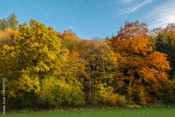 Fototapeta Ein Waldrand im Herbst: Mischwald mit bunten Blättern unter blauem Himmel