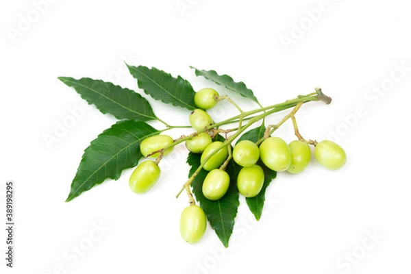 Fototapeta Fresh Neem fruit on neem green leaf isolated on white background.