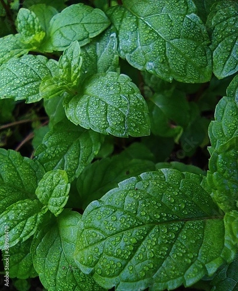 Fototapeta leaf with dew drops