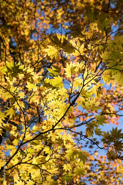 Obraz 紅葉　autumn leaves