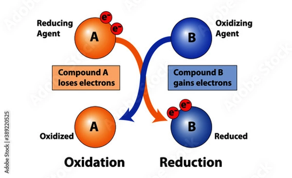 Fototapeta Science diagram of Oxidation and Reduction in loss and gain of electrons in compounds. Showing reducing agent and oxidizing agent.