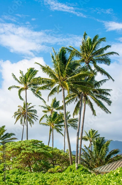 Fototapeta palm trees on the beach