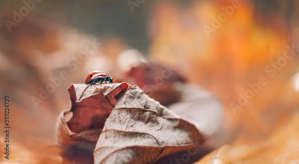 Obraz Ladybug on dried orange leaf