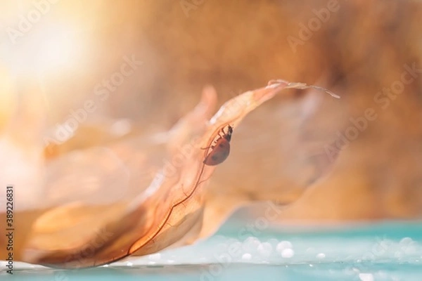 Obraz Ladybug on orange leaf in sun lights