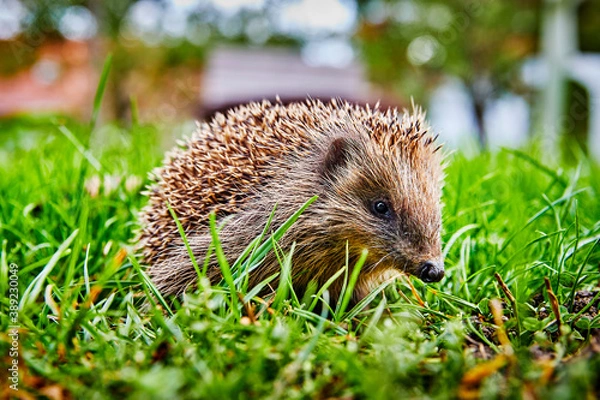 Obraz Igel im Garten