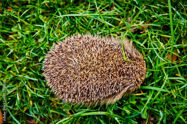 Fototapeta Igel im Garten