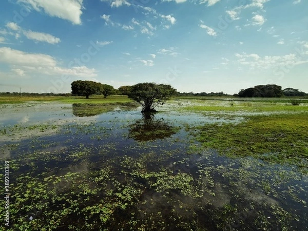 Obraz Flooded Pantanal landscape