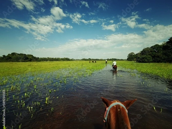 Fototapeta Pantanal on horseback