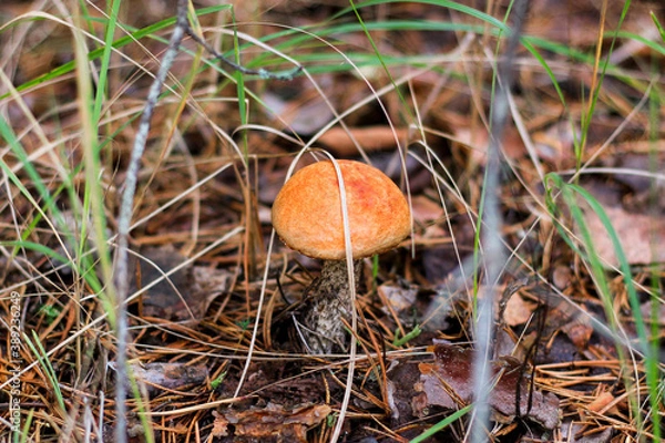Obraz orange cap boletus
