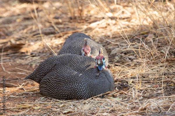 Obraz A flock of helmeted guineafowl resting during the day.