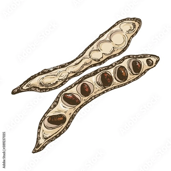 Fototapeta Carob pod with seeds. Vector color vintage hatching illustration isolated