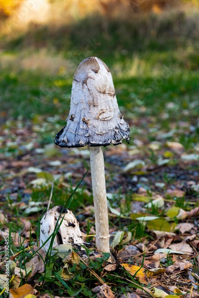 Obraz Grzyb trujący