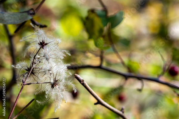 Obraz The fruits of vidarra (Clematis vitalba) are small and elliptical achenes; They are provided with an elongated, white filament, hairy like a down