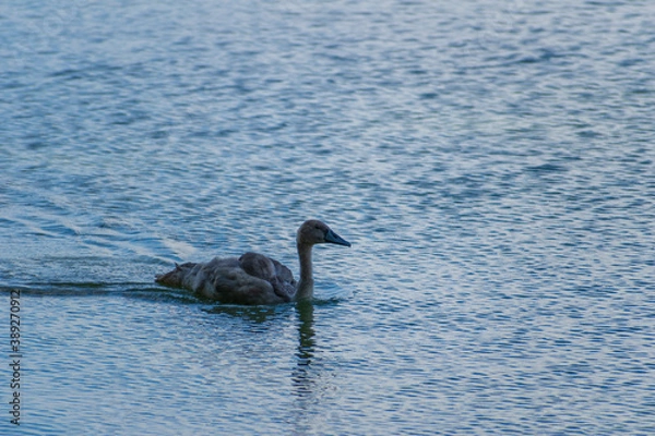Obraz A mute swan cygnet