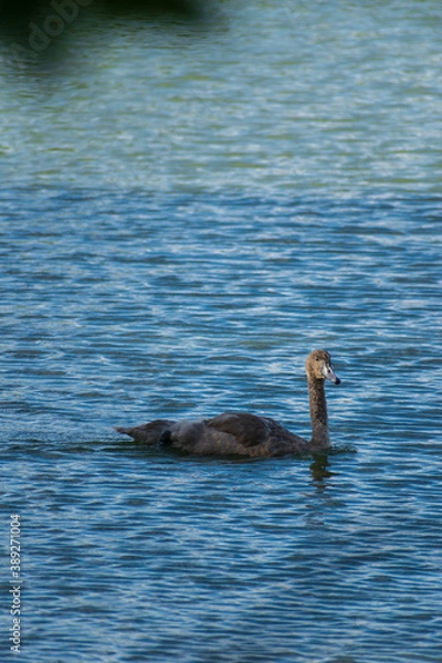 Obraz A mute swan cygnet
