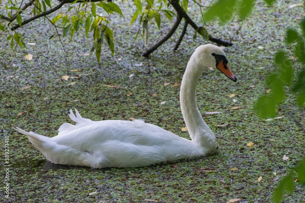 Obraz A mute swan