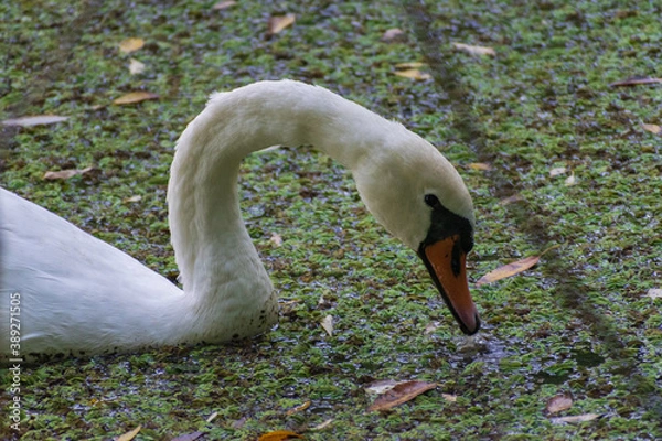 Obraz A mute swan