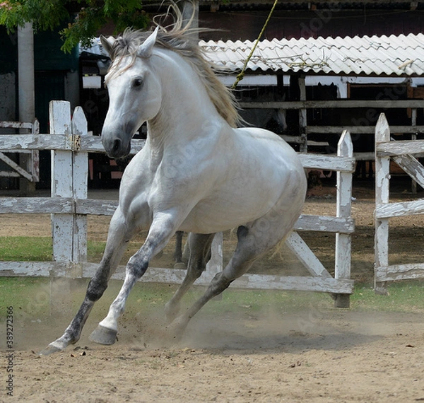 Obraz caballo