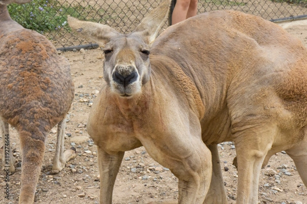 Obraz 筋肉質なカンガルー