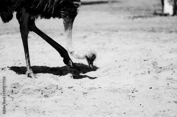 Obraz Czarno-biała fotografia sylwetki strusia szukającego w piasku pożywienia