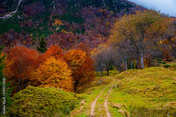 Fototapeta white road between trees