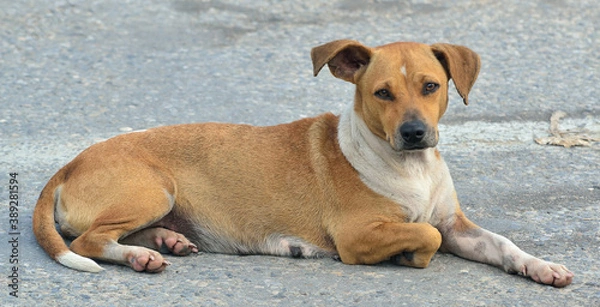 Obraz perro callejero