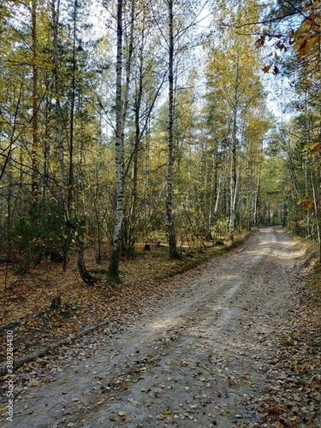 Fototapeta path in the woods