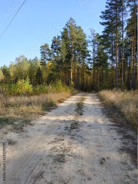 Obraz road in the forest