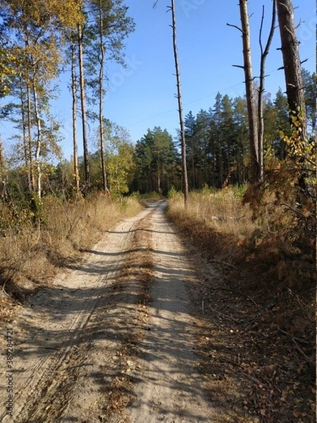 Fototapeta path in the woods