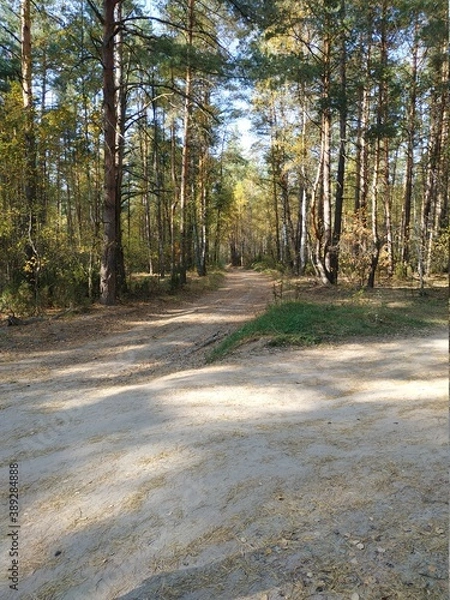 Fototapeta autumn in the forest