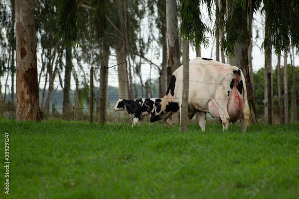 Fototapeta Cow, Vaca, Pasto, Bezerro, Recém-nascido, newborn cattle, cattle
