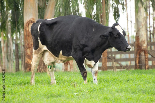 Fototapeta Cow, Vaca, Pasto, cattle